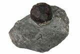 Red Embers Garnet in Graphite - Massachusetts #147843-1